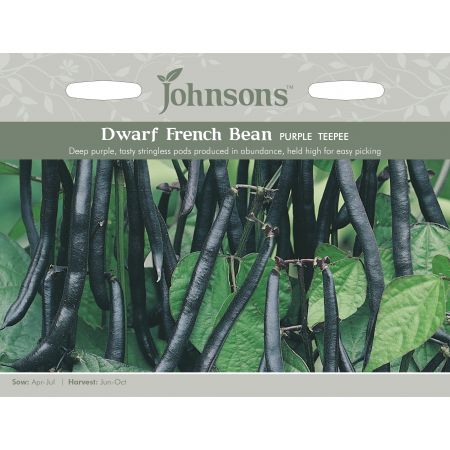 DWARF FRENCH BEAN Purple Teepee - image 1