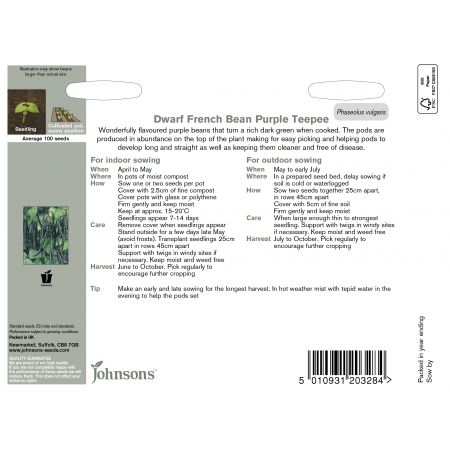 DWARF FRENCH BEAN Purple Teepee - image 2