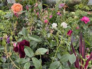 Goldcliff Garden Centre