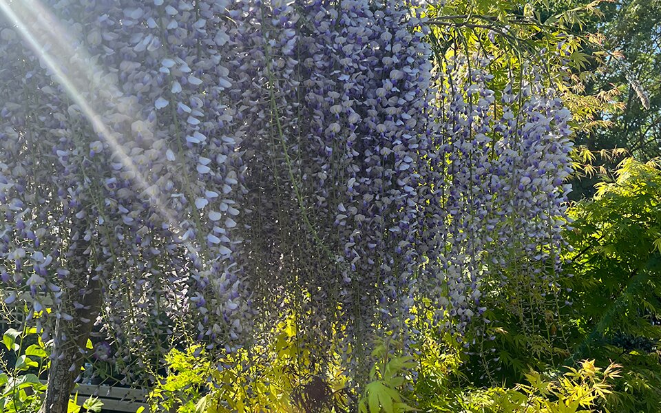Create a focal point outside your home with a Wisteria
