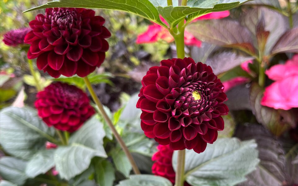 Dahlia Growing Guide