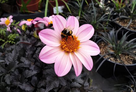 Dahlias and Summer Flowering Bulbs Have Arrived!