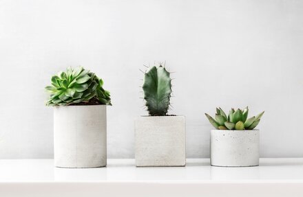How to combine concrete accents with plants?