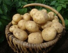 How to grow Potatoes