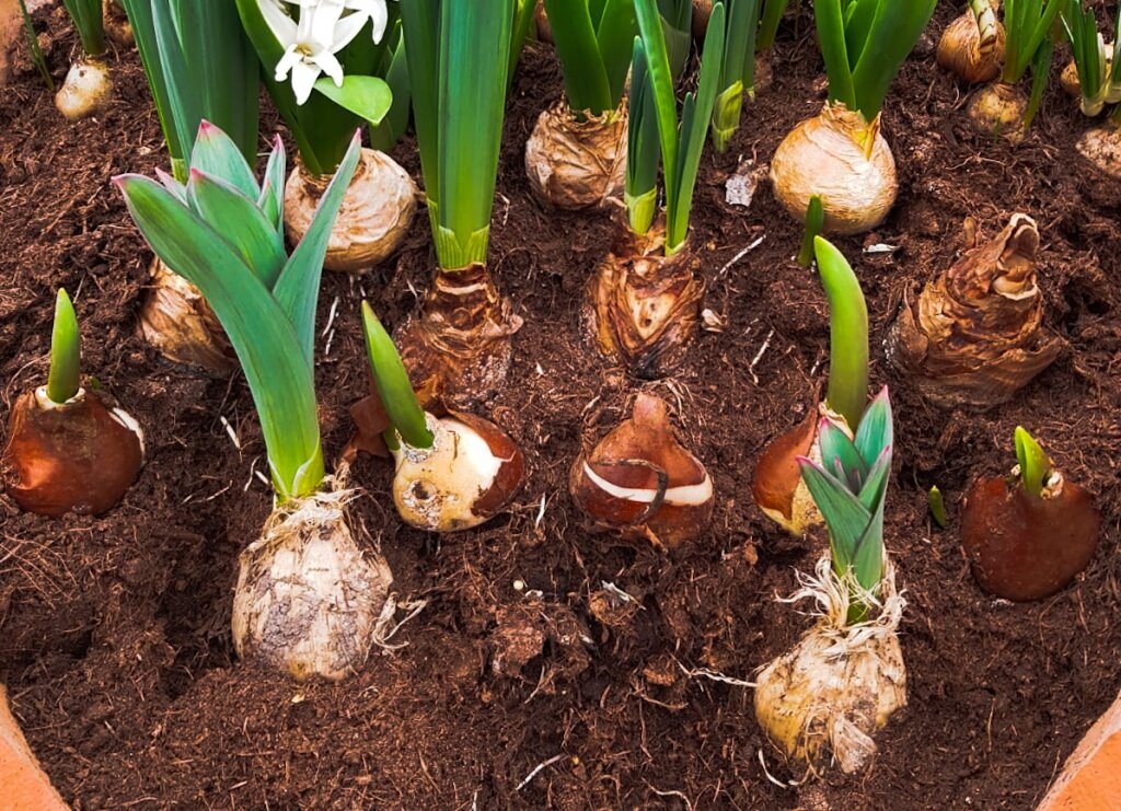 How to make a Bulb Lasagne