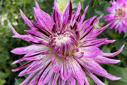 It's time to plant dahlias and summer flowering bulbs!