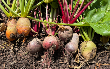 It's Time to Plant Vegetable Seedlings