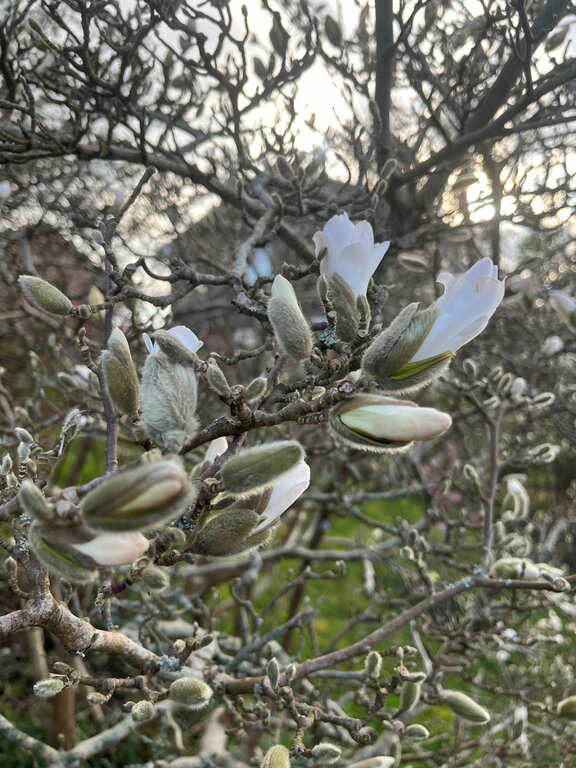 Marvellous Magnolias