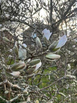 Marvellous Magnolias