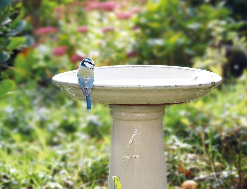 National Nest Box Week
