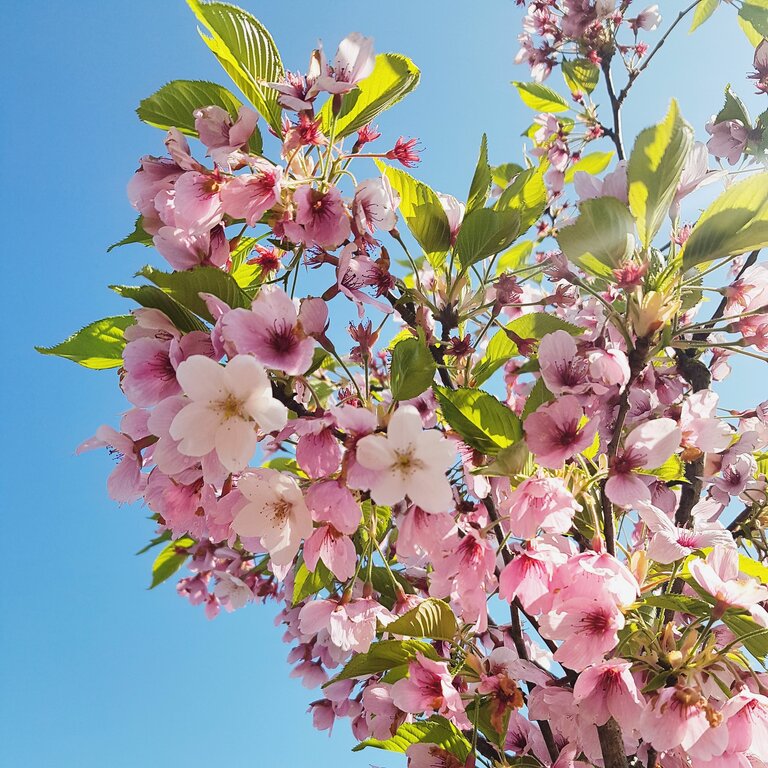 Ornamental Cherry Trees