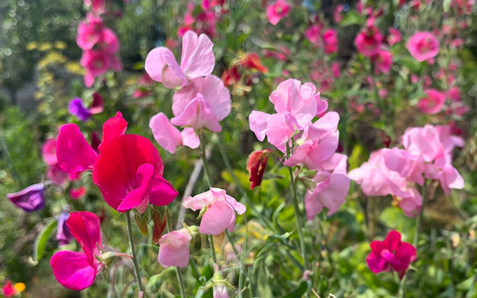 Sowing Sweet Peas
