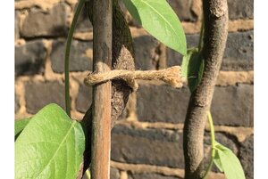 5m Natural Jute Twist Tie