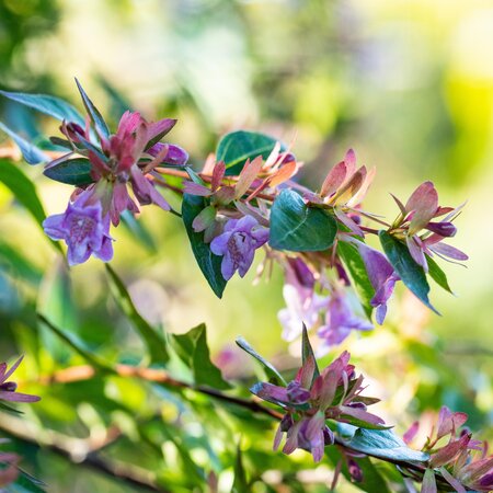 Abelia Edward Goucher