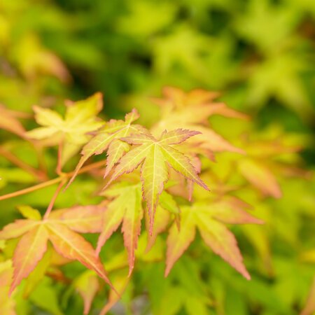 Acer palmatum Bi Hoo