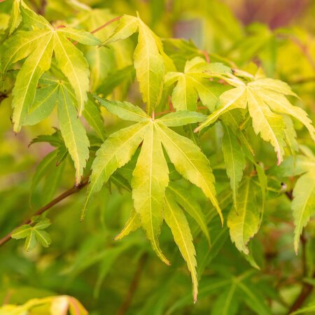 Acer palmatum Katsura