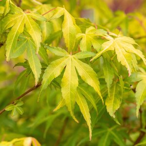 Acer palmatum Katsura