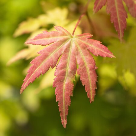 Acer palmatum Orange Dream