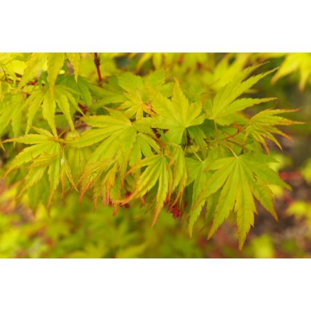 Acer palmatum Sango Katu (Senkaki)