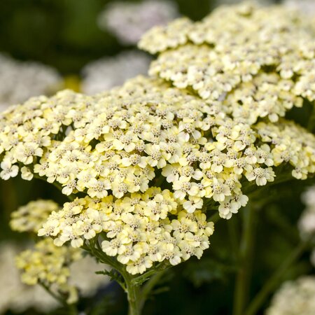 Achillea 'Credo'