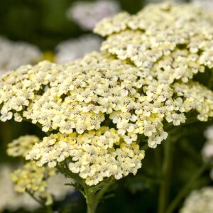 Achillea 'Credo'