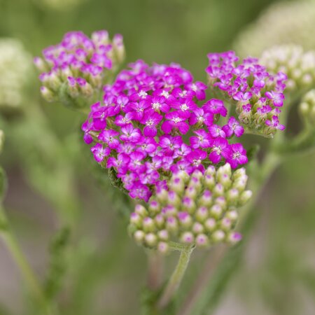 Achillea millefolium Tutti Fruitti 'Pink Grapefruit'