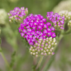 Achillea millefolium Tutti Fruitti 'Pink Grapefruit'
