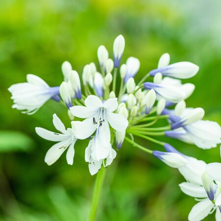 Agapanthus Twister 10 Litre Pot