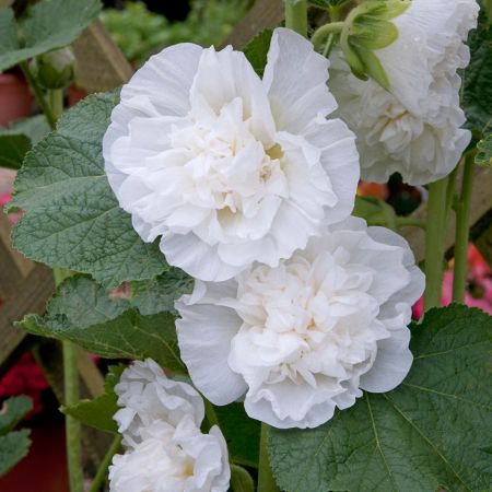 Alcea rosea 'Chaters Double White' 1L