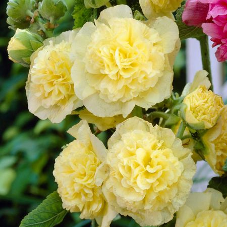 Alcea rosea 'Chaters Double Yellow' 1L
