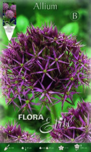 Allium Christophii