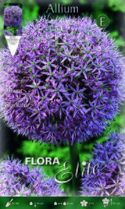 Allium Gladiator