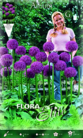 Allium Globemaster