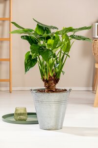 Alocasia Cucullata - image 2