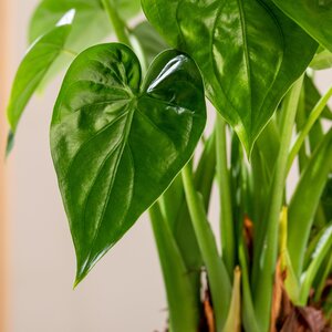 Alocasia Cucullata - image 1