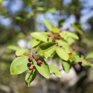 Amelanchier lamarckii - image 2