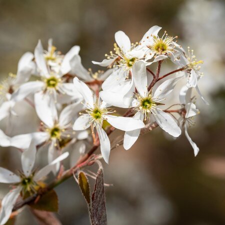 Amelanchier lamarckii - image 1