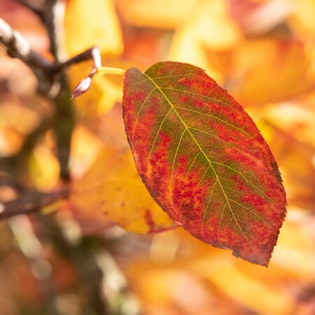 Amelanchier lamarckii - image 3