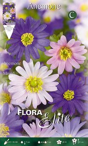 Anemone Blanda Mixed