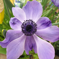 Anemone Bulbs