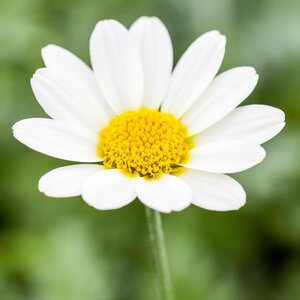 Anthemis 'Tetworth'