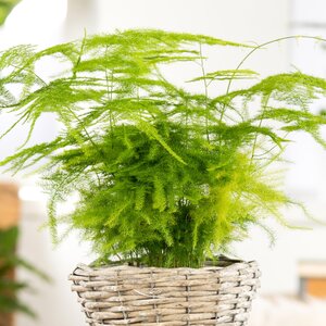Asparagus plumosus - image 1