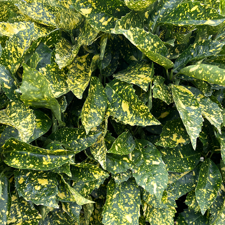 Aucuba japonica ‘Crotonifolia’ (Spotted Laurel)