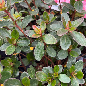 Azalea Blaauw's Pink