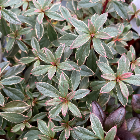 Azalea Hotshot Variegata