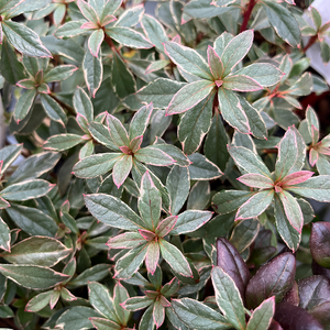 Azalea Hotshot Variegata