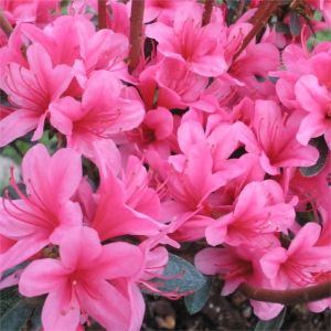 Azalea Silvester