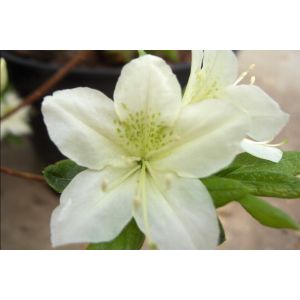 Azalea White Lady