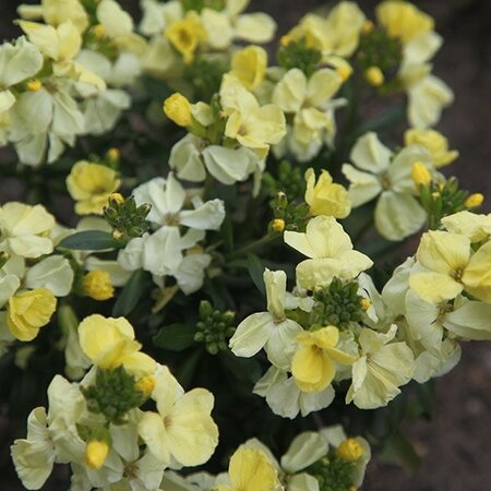 Bare Root Wallflower Primrose Dame
