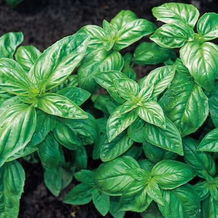 Basil Classic Italian Organic Seeds